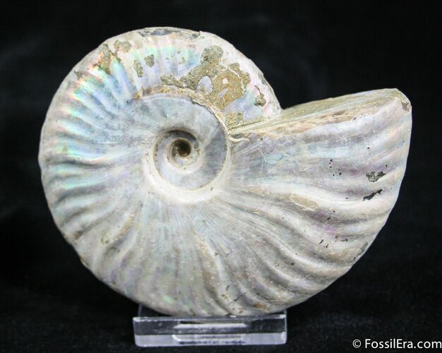 Inch Silver Iridescent Ammonite From Madagascar #1921